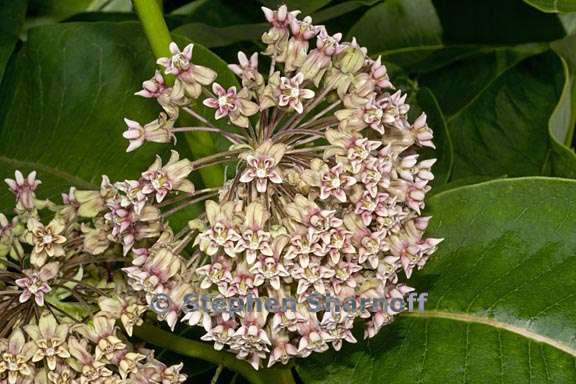 asclepias syriaca 3 graphic